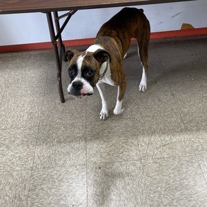 Meet your Posher, Marcelino